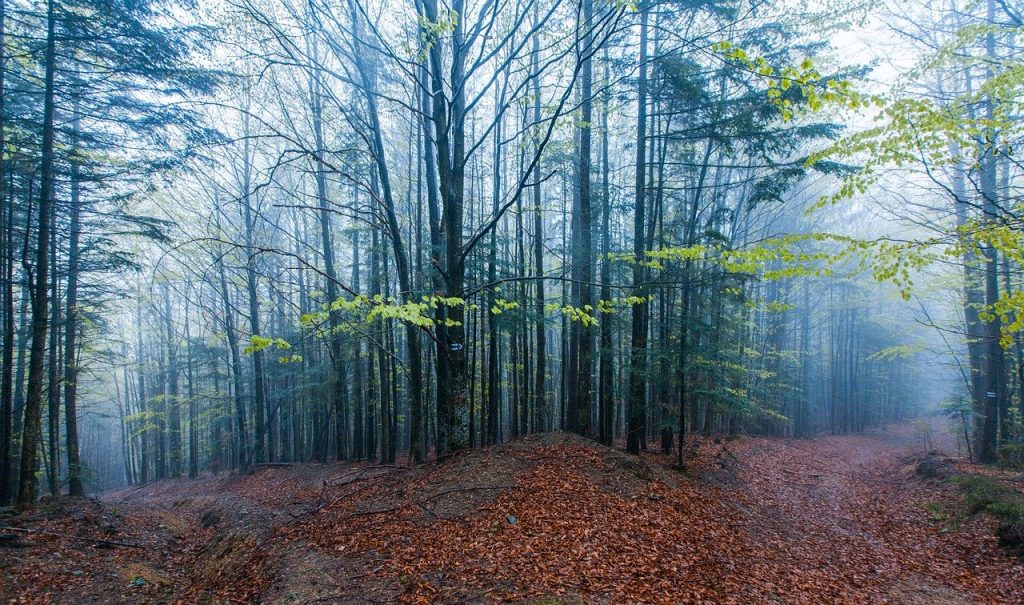 Forest Near Berlin